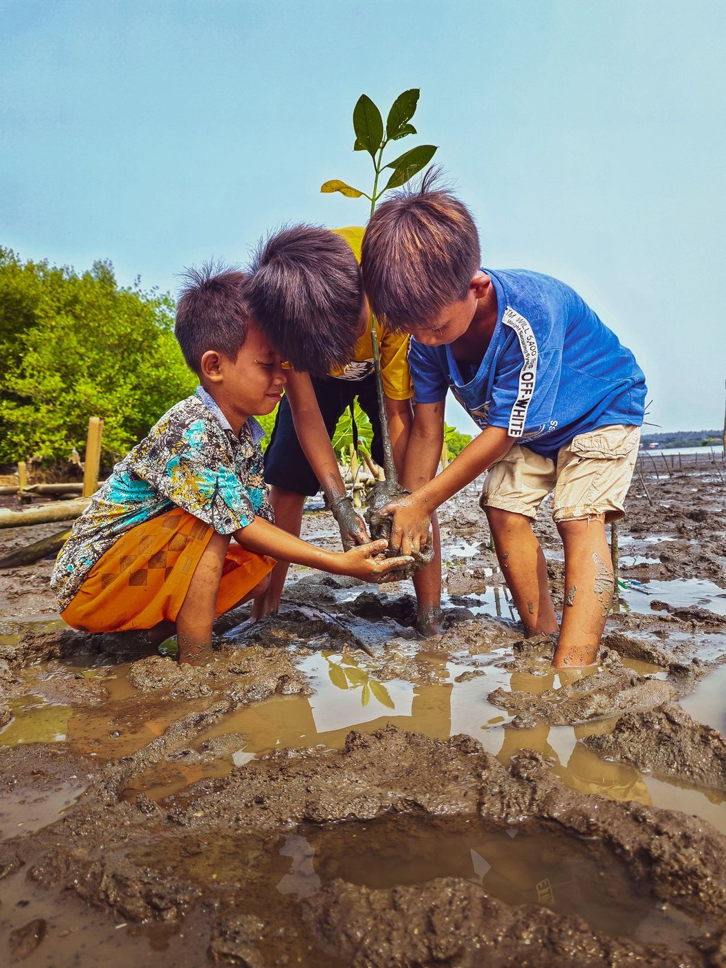 Children pressing a mangrove seedling into wet mud at the water’s edge. Children planting a mangrove seedling, Indonesia.