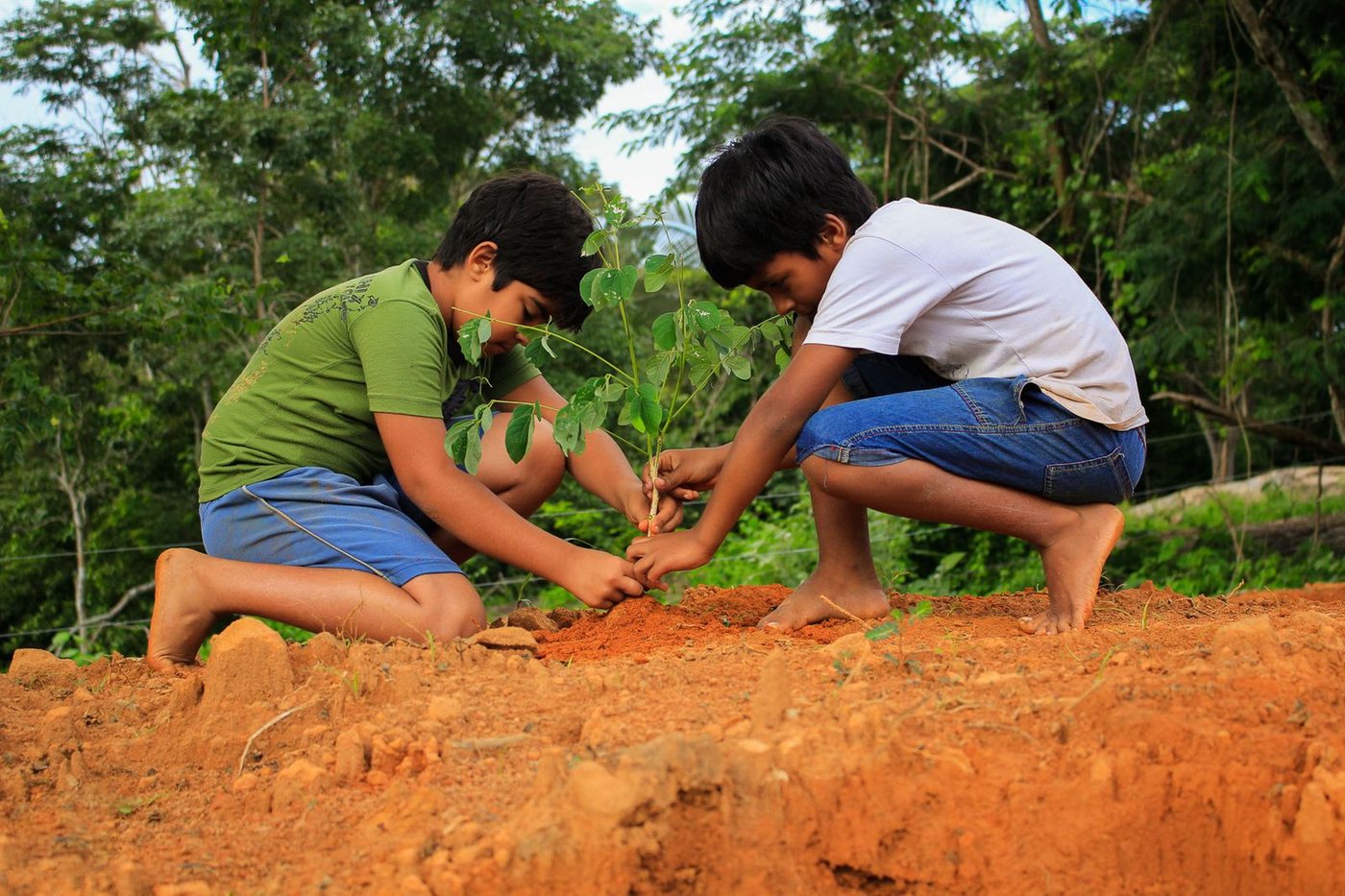 Two boys planting a sapling